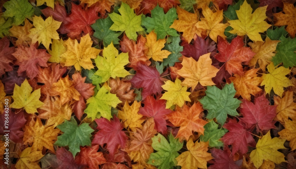 Amazing colorful background of autumn maple tree leaves background close up. Multi color maple leaves autumn background Amazing colorful background of autumn maple tree leaves background close up. Multi color maple leaves autumn background