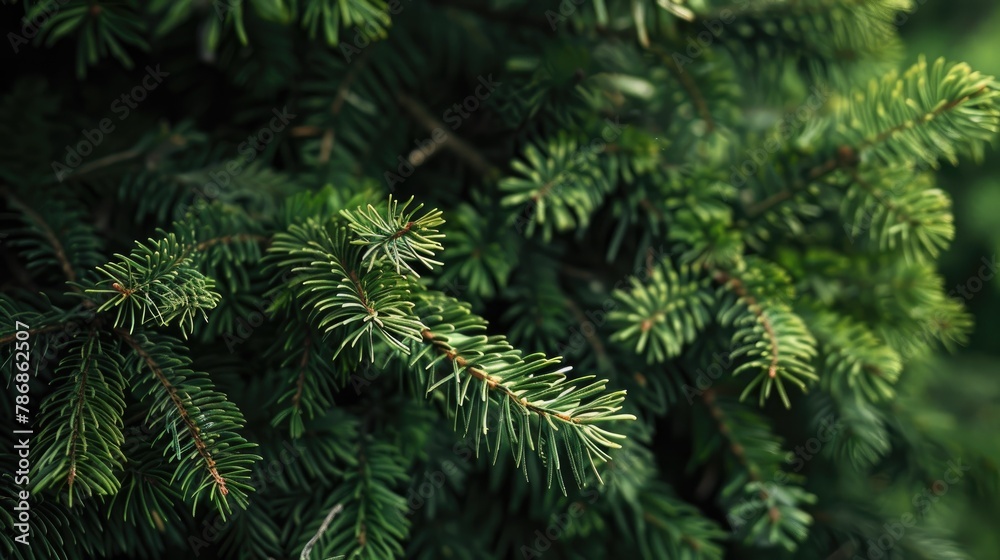 Forest spruce branches