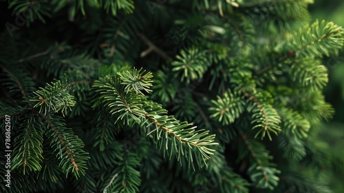 Forest spruce branches