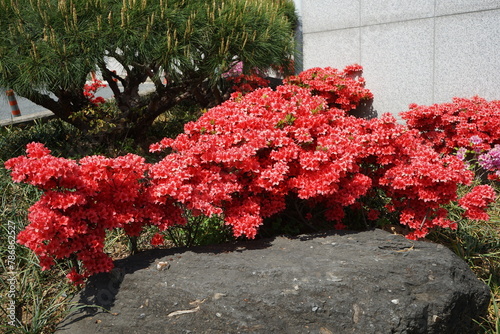 azaleas