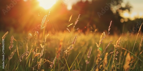 Golden sunset over a wild grassy field