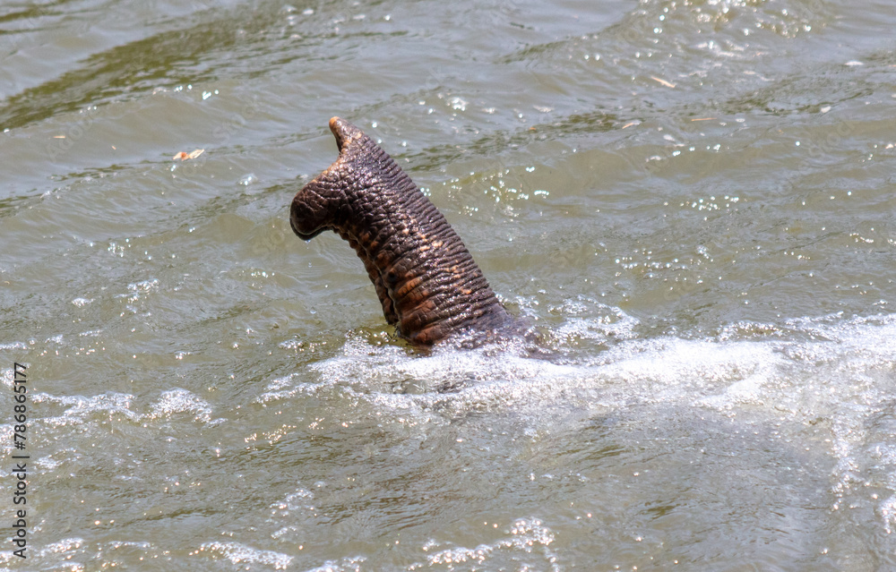 Fototapeta premium Elephant trunk in river water. Close-up