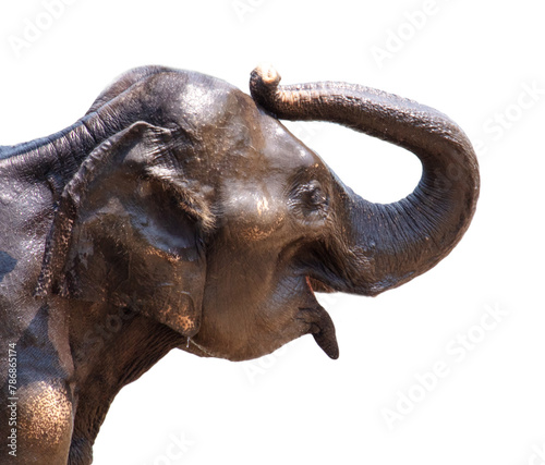 Elephant portrait isolated white background