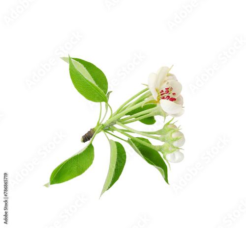 Flowering wild pear twig with leaves and buds isolated on white background        