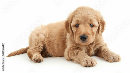 goldendoodle puppy, puppy, white background, cute puppy, dog, mock up, photography © Nordic