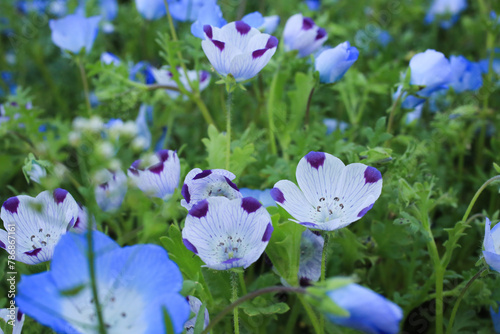 ネモフィラの花