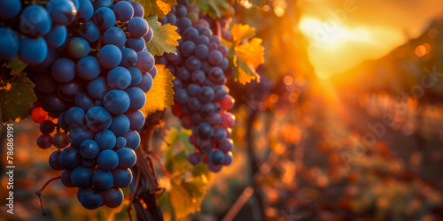 Sunset Glow on Vineyard Grapes Ready for Harvest Signifying Wine Cultivation photo