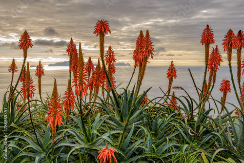 Fackellilien in Madeira photo