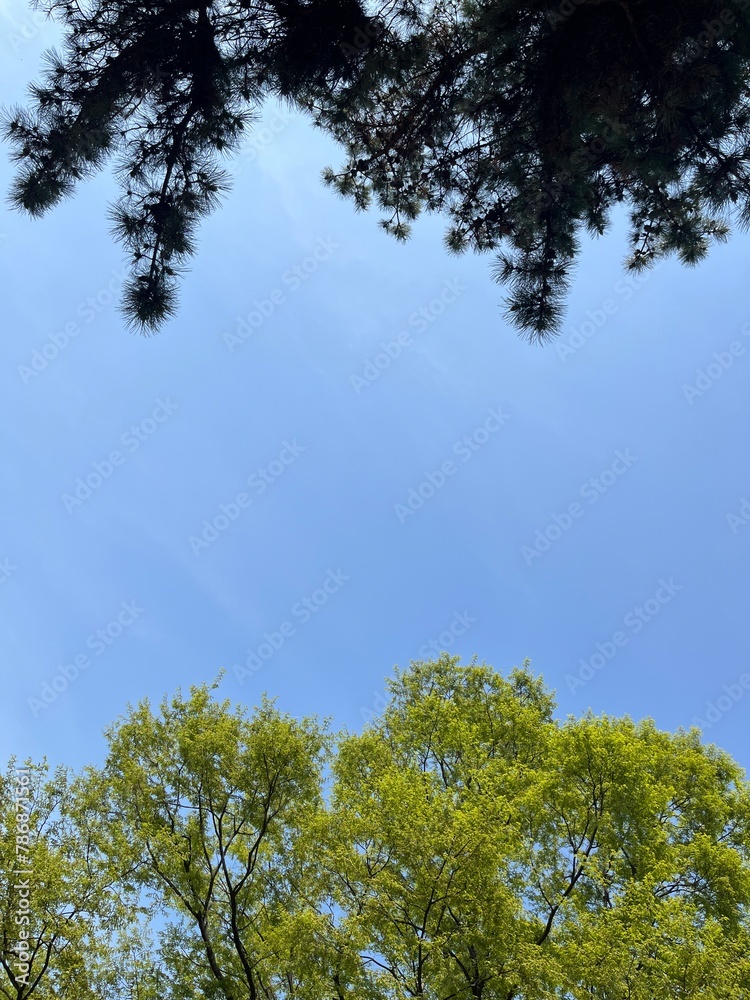 Obraz premium trees in the sky