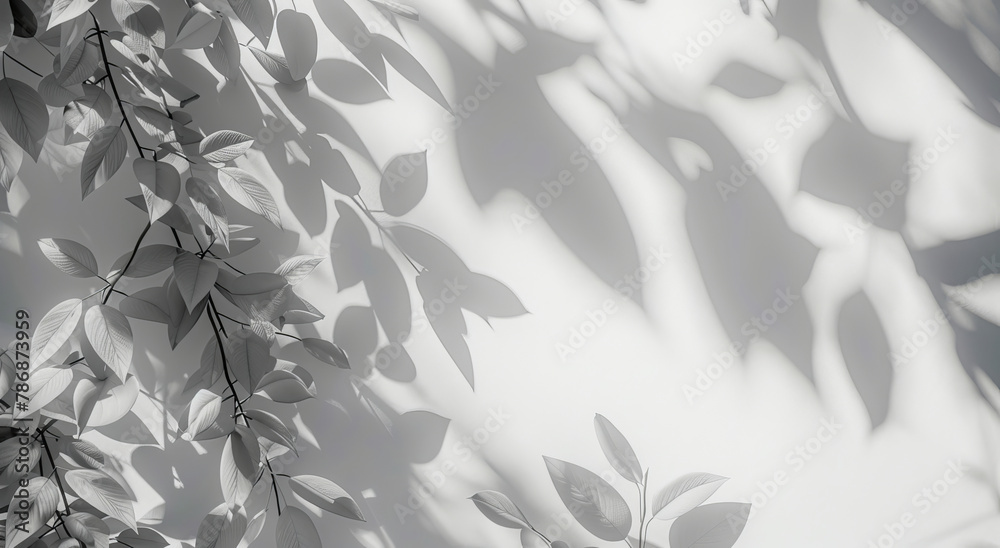 Wallpaper, black and white with plants, shadow and tropical leaves with nature on white background. Empty, monochrome or branch with sunshine or textures with leafs and artistic with shade or pattern Wallpaper, black and white with plants, shadow and tropical leaves with nature on white background. Empty, monochrome or branch with sunshine or textures with leafs and artistic with shade or pattern