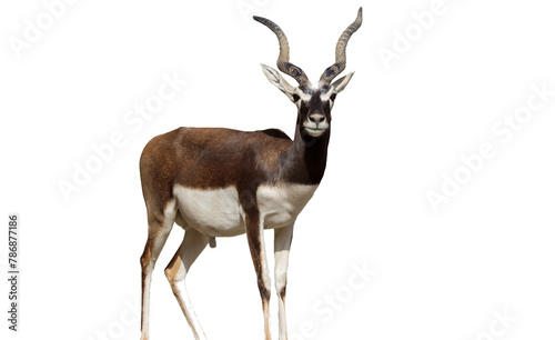 blackbuck (Antilope cervicapra), isolated on a white background, cut out photo
