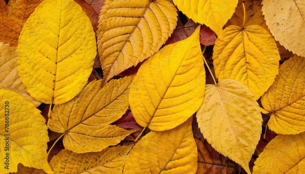 Background from autumn fallen leaves close-up. The texture of the yellow foliage Background from autumn fallen leaves close-up. The texture of the yellow foliage