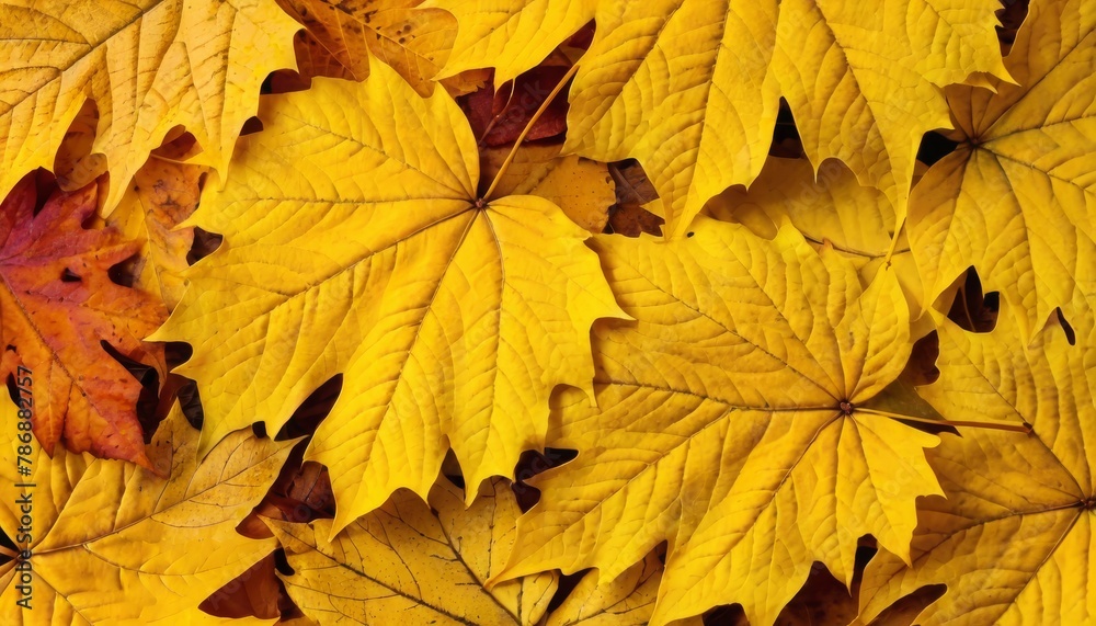 Background from autumn fallen leaves close-up. The texture of the yellow foliage