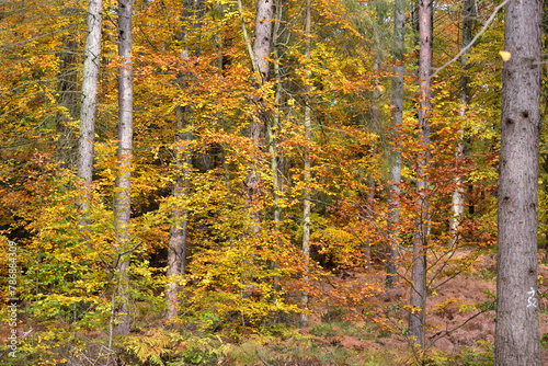 Autumn trees yellow gold and other colors