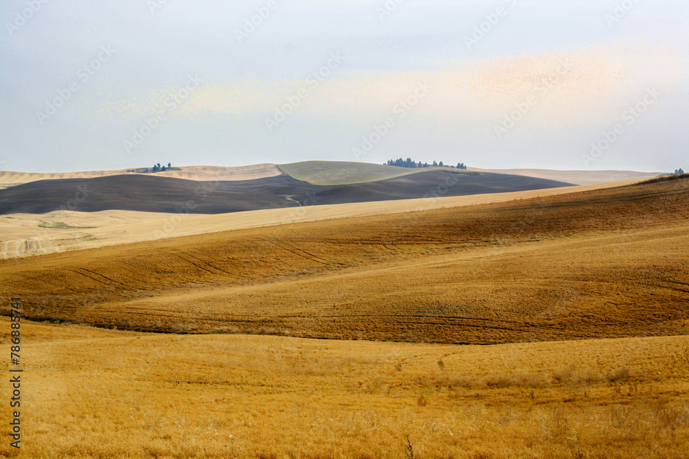 Fototapeta premium Amber waves of grain stretch across Cheney's serene farmland lan
