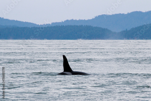 Orcas in the Salish Sea: Washington