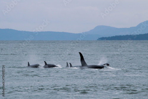 Washington's Orca Pod in Harmonious Ocean Dance