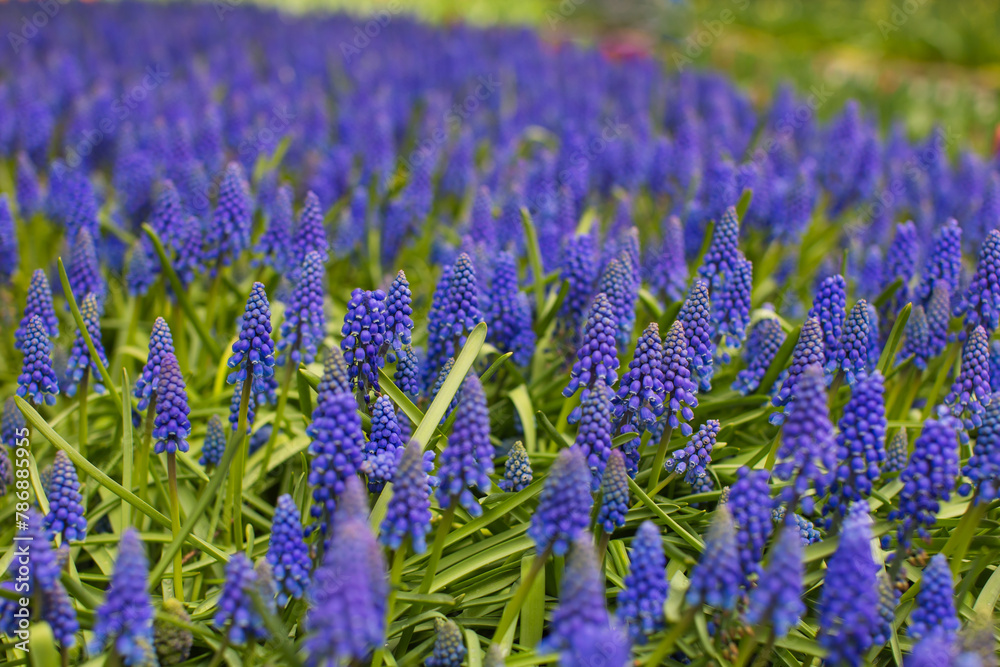 Obraz premium Bed of purple hyacith flowers