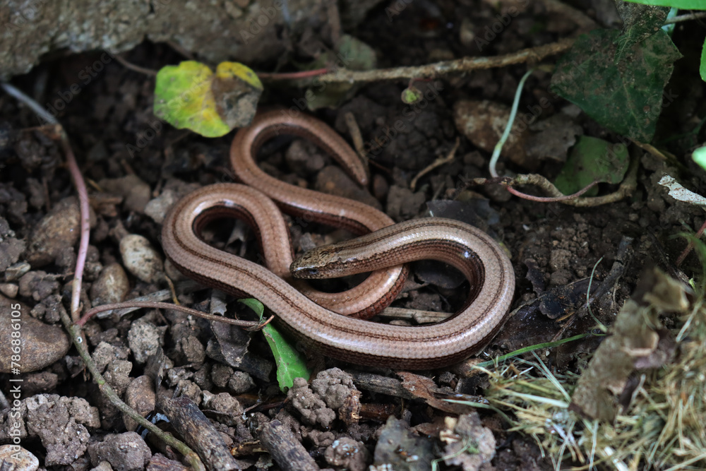 Obraz premium Young Twisted slowworm on ground Anguis fragilis