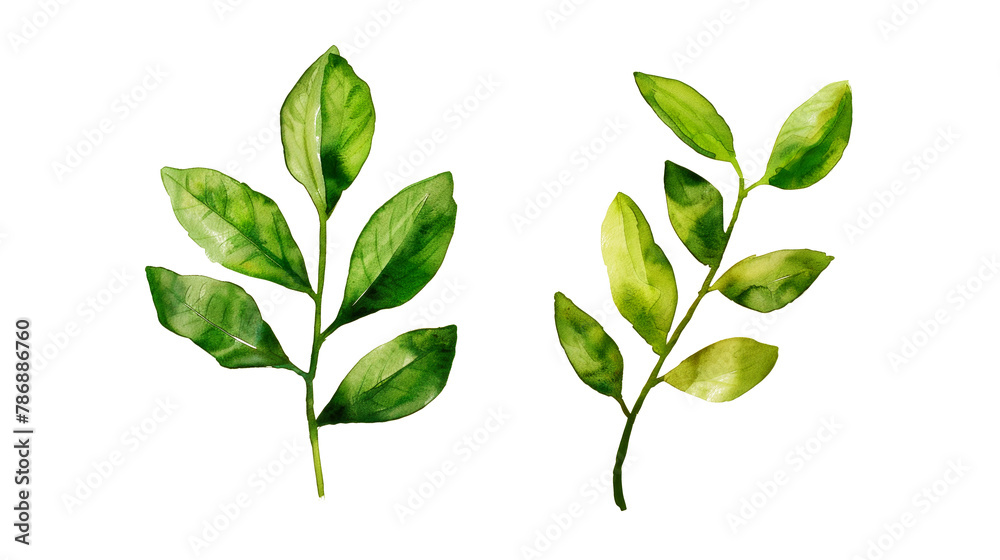Fototapeta premium Watercolor leaf stems set on transparent background.