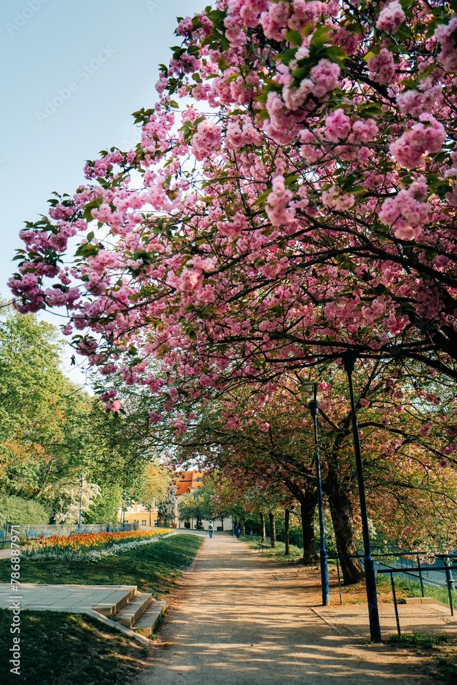 A long alley of flowering trees in the morning without people