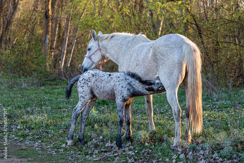 Mare nursing her young foal in the field.