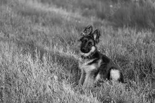 Black and white photo of a German Shepherd breed puppy laying in the grass.