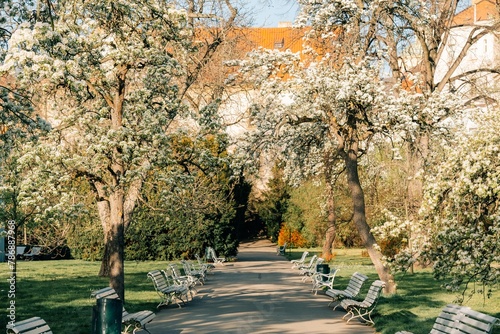 Fototapeta Naklejka Na Ścianę i Meble -  Blooming white garden of apple and pear trees, alley in a Prague park