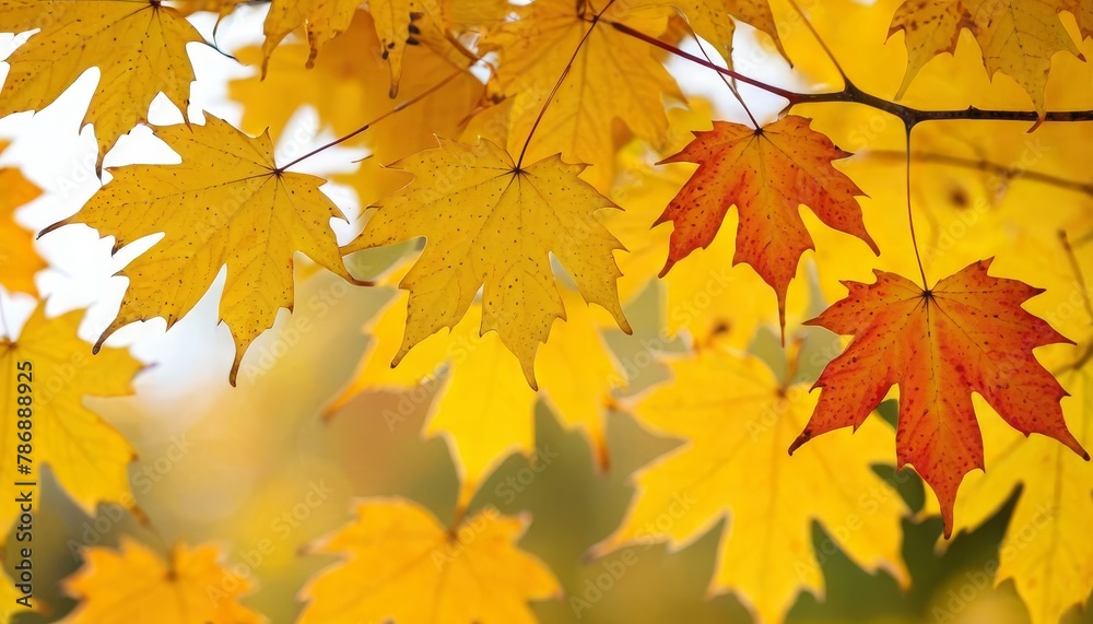 Colorful autumn maple leaves on a tree branch. Golden autumn foliage leaves background with copy space Colorful autumn maple leaves on a tree branch. Golden autumn foliage leaves background with copy space
