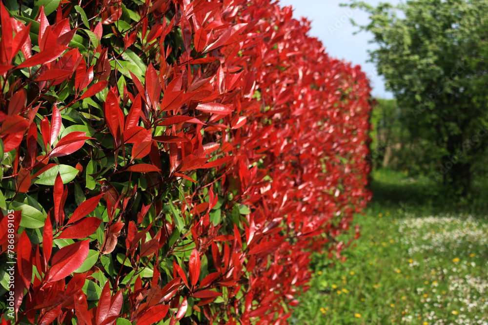 Red Robin Photinia hedge with many red leaves on springtime. Photinia x fraseri in the garden 