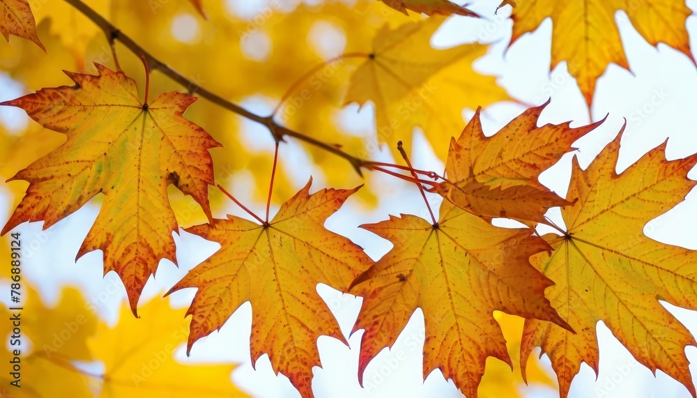 Colorful autumn maple leaves on a tree branch. Golden autumn foliage leaves background with copy space Colorful autumn maple leaves on a tree branch. Golden autumn foliage leaves background with copy space