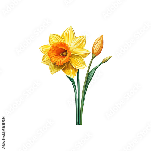 Realistic Yellow Daffodil Watercolor. Vector illustration design.