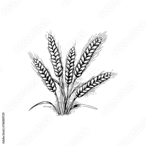 Sketch of Wheat Stalks in Black and White Hand drawn style. Vector illustration design