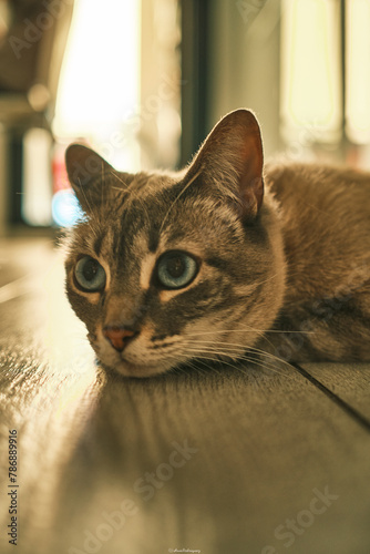 A cat is laying on a wooden floor with its eyes closed. The cat appears to be relaxed and comfortable in its environment