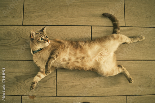 A cat laying on a wooden floor with its tail curled up. The cat is wearing a collar and he is relaxed