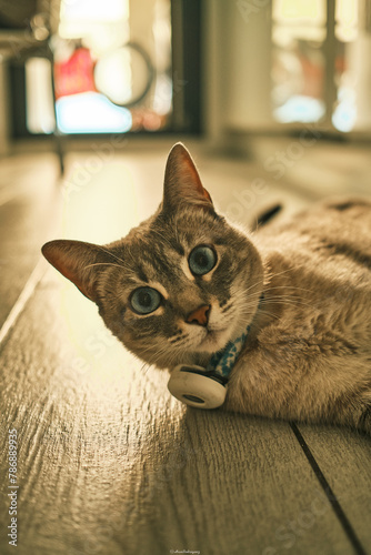 In this charming scene, a cat peacefully rests on the kitchen floor, with eyes open and fixed on the camera. Its captivating gaze is emphasized by a beautiful bokeh background, while its blue collar, 
