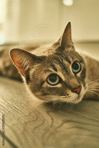 A cat with blue eyes is laying on a wooden table. The cat's eyes are open and staring at the camera
