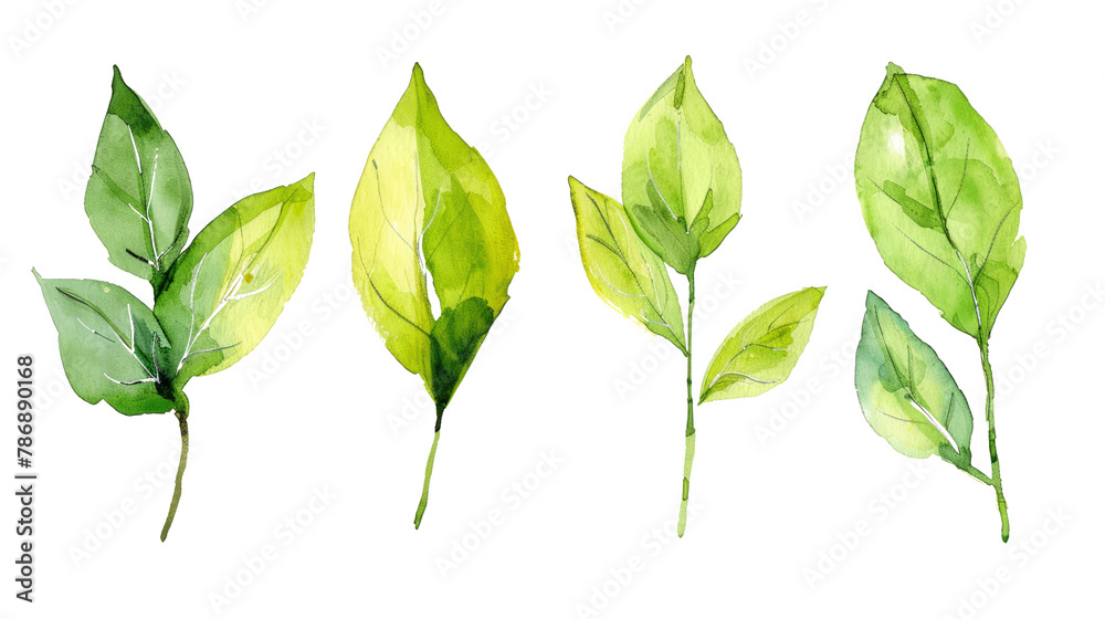 Fototapeta premium Watercolor leaf stems set on transparent background.