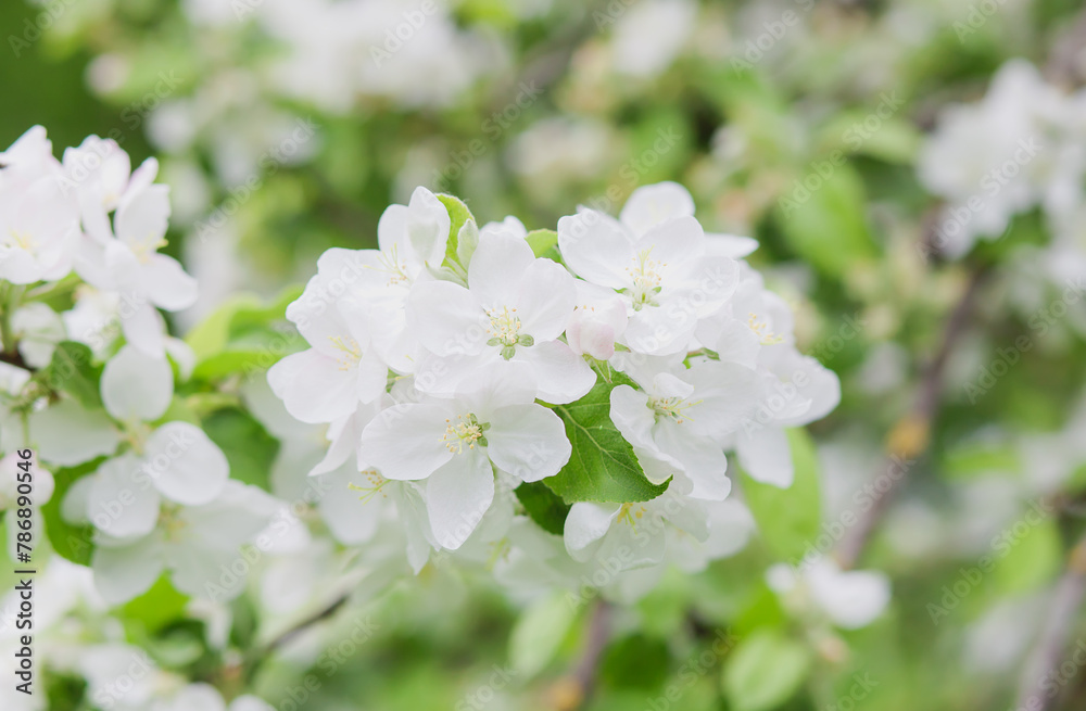 Apple tree flowers on nature background. Apple tree flowers close up. Branch of apple tree with white flowers and green leaves on spring day outdoors. Blooming apple tree. Floral background. 