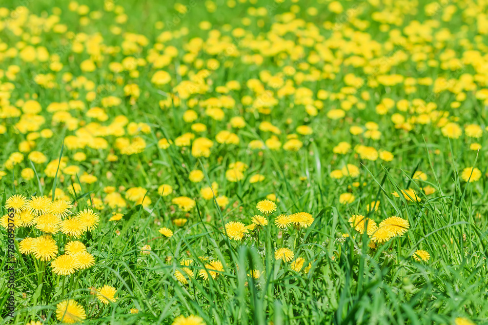 Yellow dandelions in green grass. Flowering dandelions on meadow in springtime sunny day. Floral background or banner with copy space.