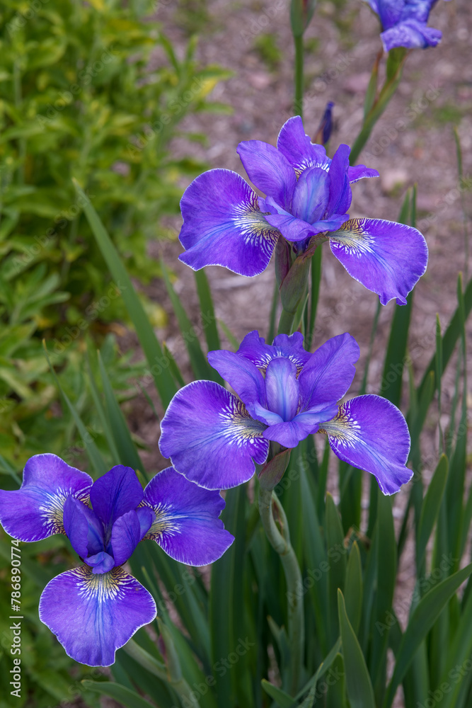 Fleur Iris de Sibérie mauve à Inverewe Garden en Ecosse au Printemps Fleur Iris de Sibérie mauve à Inverewe Garden en Ecosse au Printemps