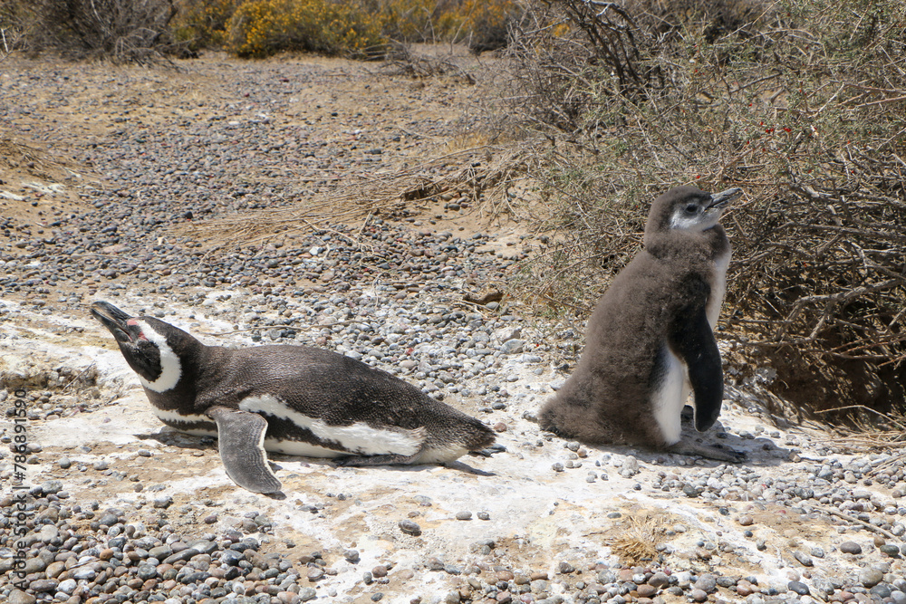 Fototapeta premium penguins in the island