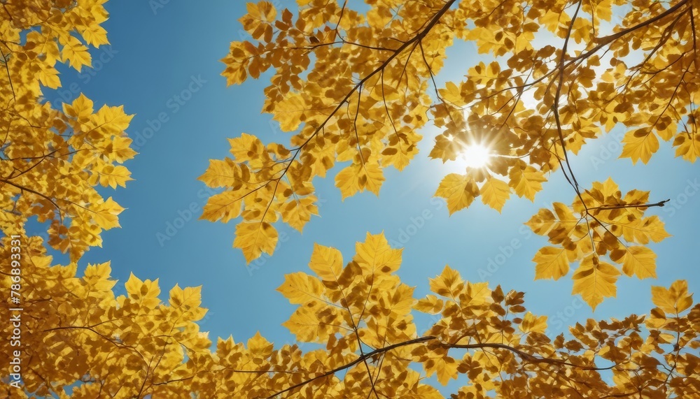 Golden autumn concept with copy space. Sunny day, warm weather. Autumn yellow leaves on blue sky background Golden autumn concept with copy space. Sunny day, warm weather. Autumn yellow leaves on blue sky background