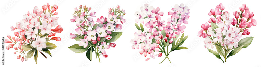 Watercolor bouvardia clipart isolated on transparent background