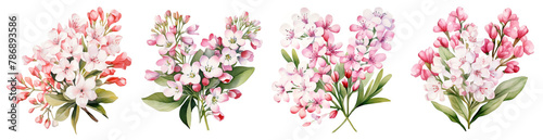 Watercolor bouvardia clipart isolated on transparent background