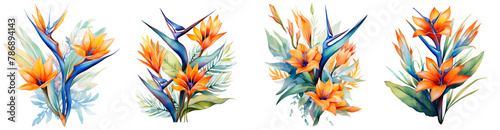 Watercolor bird of paradise , Exotic strelitzia flowers clipart isolated on transparent background