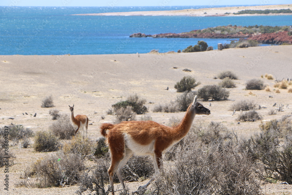 Fototapeta premium llama on the beach