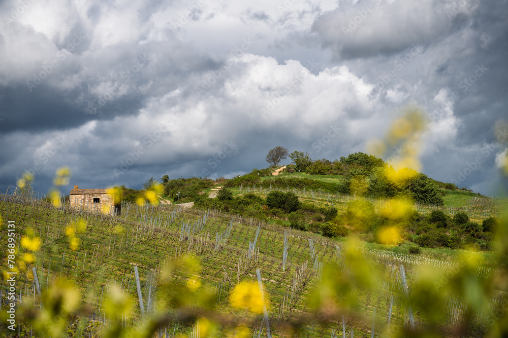 Der Petersberg in Rheinhessen, April 2024