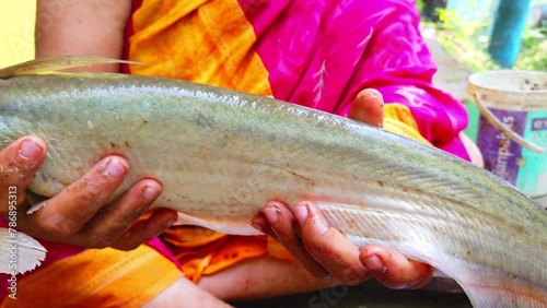 Big butter catfish in hand, large freshwater shark fish close up HD, wallago attu, ompak fish photo