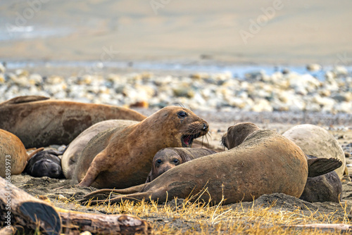 Elephant seals with their newborn babies lie on Drakes Beach.
